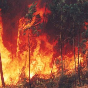¿Qué puedes hacer para evitar incendios forestales?